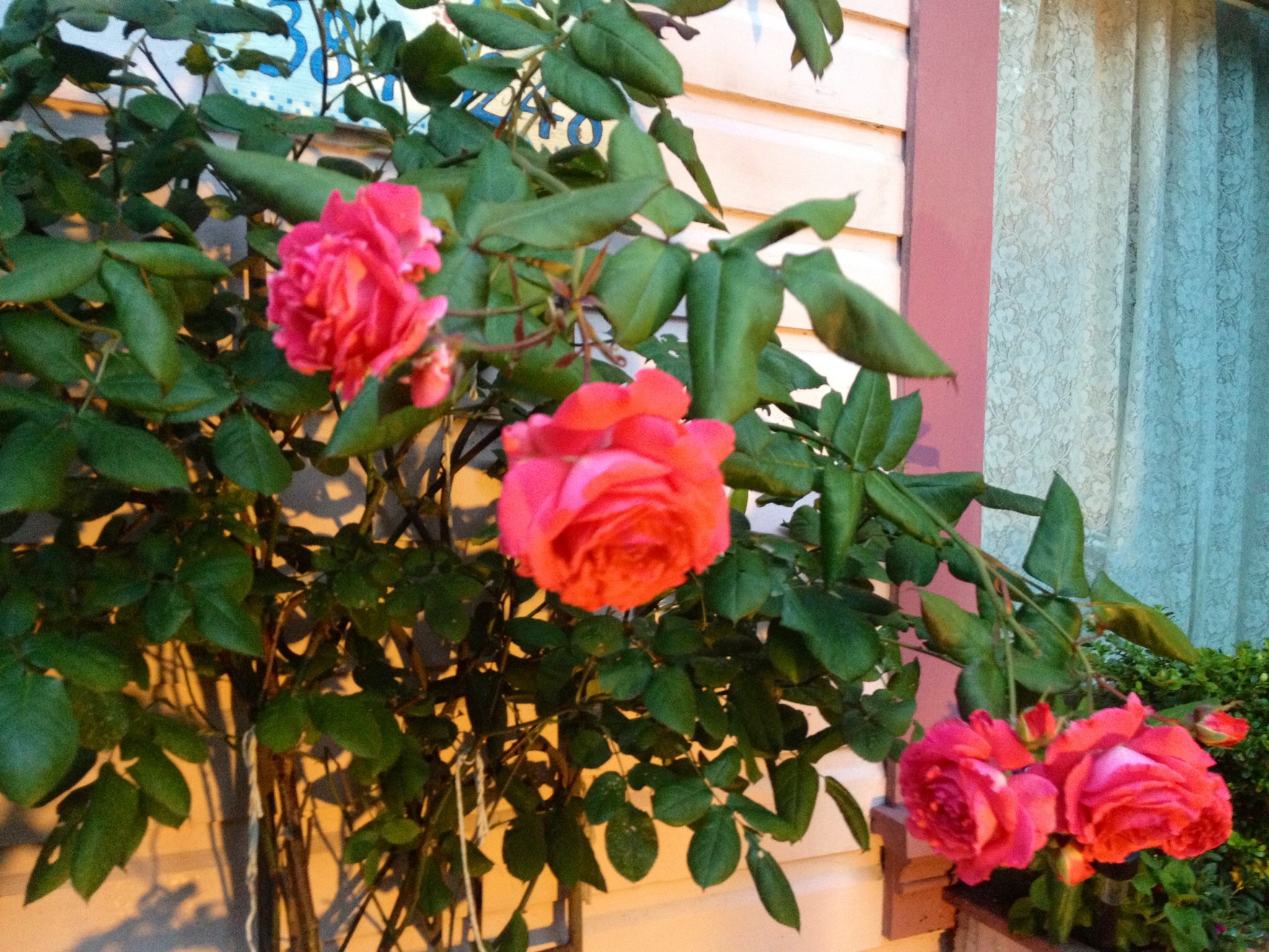 Roses at the Gingerbread Cottage