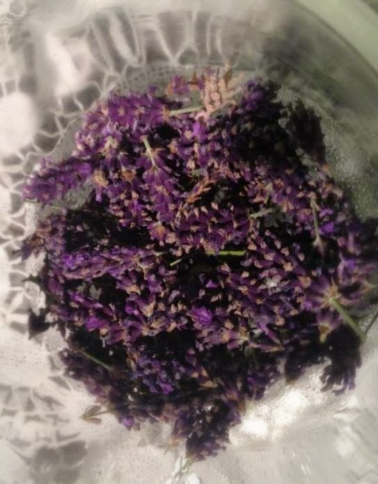 We grow our own for Lavender Jelly